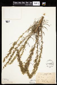 Artemisia campestris subsp. caudata image