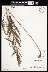 Artemisia campestris subsp. caudata image