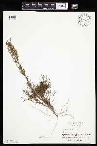 Artemisia campestris subsp. caudata image