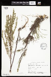 Artemisia campestris subsp. caudata image