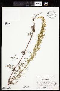 Artemisia campestris image