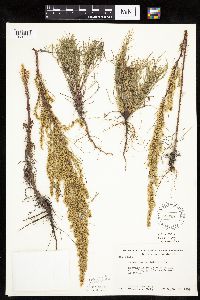 Artemisia campestris subsp. caudata image