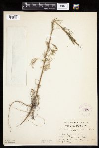 Artemisia campestris subsp. caudata image