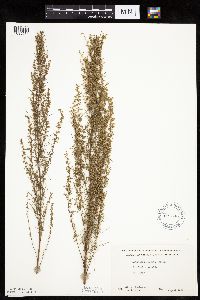 Artemisia campestris image