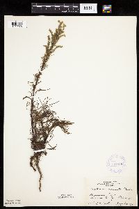 Artemisia campestris subsp. caudata image
