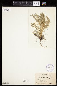 Artemisia campestris subsp. caudata image