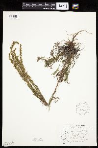 Artemisia campestris subsp. caudata image