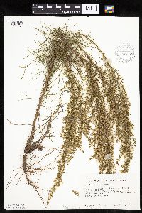 Artemisia campestris subsp. caudata image