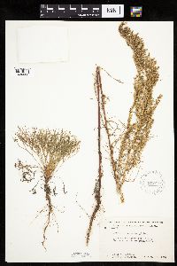 Artemisia campestris subsp. caudata image