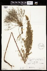 Artemisia campestris image