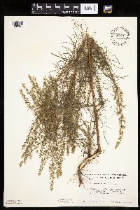 Artemisia campestris subsp. caudata image