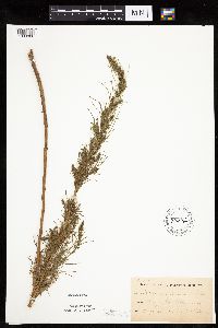 Artemisia campestris subsp. caudata image