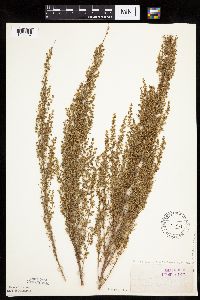 Artemisia campestris subsp. caudata image