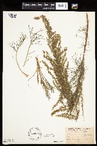 Artemisia campestris subsp. caudata image