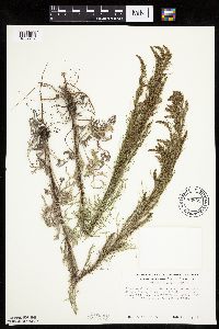 Artemisia campestris subsp. caudata image