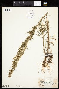 Artemisia campestris subsp. caudata image