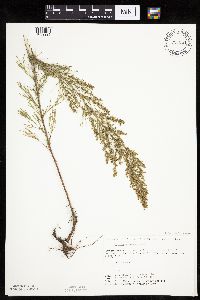 Artemisia campestris subsp. caudata image