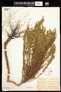 Artemisia campestris subsp. caudata image