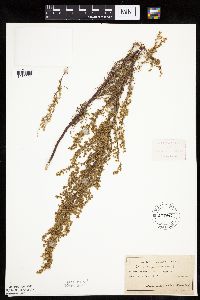Artemisia campestris subsp. caudata image