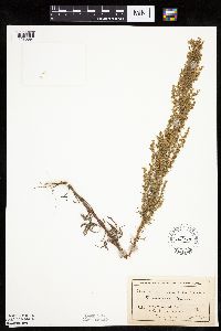 Artemisia campestris subsp. caudata image