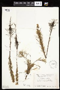 Artemisia campestris subsp. caudata image