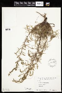 Artemisia campestris subsp. caudata image