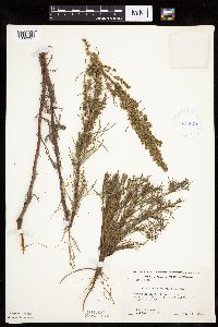 Artemisia campestris subsp. caudata image