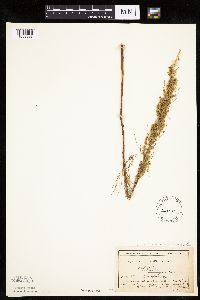 Artemisia campestris subsp. caudata image