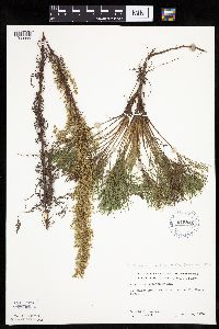 Artemisia campestris image