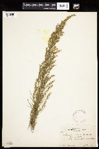 Artemisia campestris subsp. caudata image