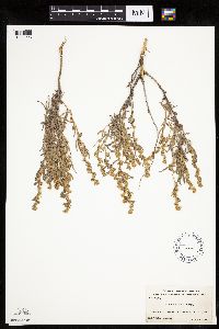 Artemisia cana image