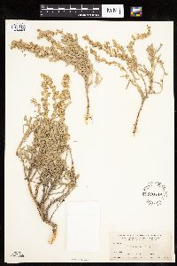 Artemisia cana image
