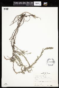 Media resource of Artemisia carruthii