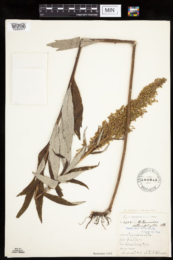 Artemisia douglasiana image