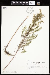 Artemisia dracunculus image
