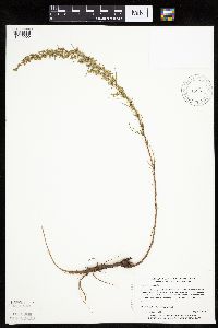 Artemisia dracunculus image