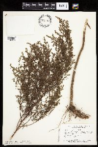 Artemisia dracunculus image