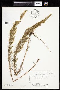 Artemisia dracunculus image