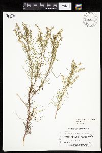 Artemisia dracunculus image