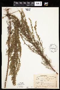 Artemisia dracunculus image
