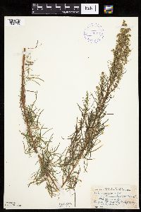 Artemisia dracunculus image