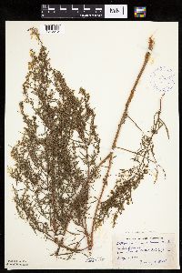 Artemisia dracunculus image