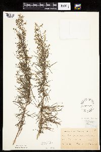 Artemisia dracunculus image