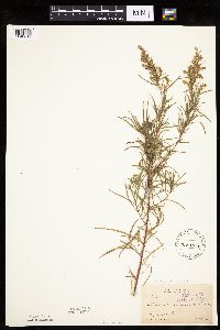 Artemisia dracunculus image