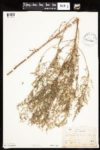 Artemisia dracunculus image