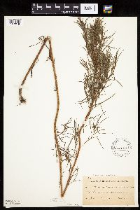 Artemisia dracunculus image