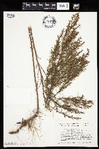 Artemisia dracunculus image