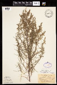 Artemisia dracunculus image