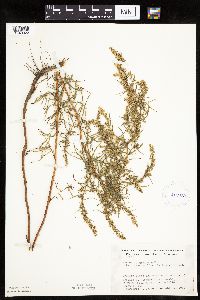 Artemisia dracunculus image