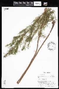 Artemisia dracunculus image